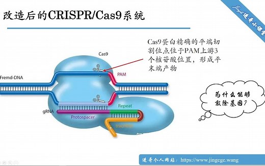 CRISPR-cas9简要原理及基于Lenticrispr V2质粒构建基因敲除质粒