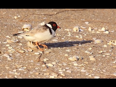 Introducing Australia's Beach-nesting Birds