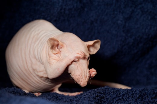 Top 25 Funniest, Strangest and Weirdest Animal Names