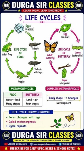 Life Cycle of Frog & Butterfly Explained 🐸🦋 | Metamorphosis | Class 5-8 Science | Durga Sir #Shorts