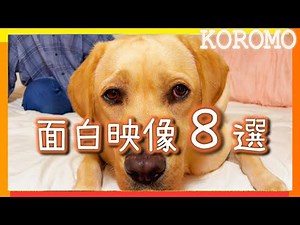 面白ラブラドールの笑えるシーン8選♪