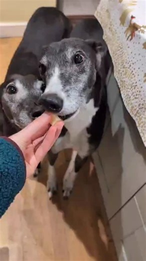 Behind the scenes: one of our volunteers whipping up the famous cheese and chicken cake… Proof that rescue life includes baking duties and very serious quality control. www.kentgreyhoundrescue.com #kentgreyhoundrescue #rescuedog #rescuedogs #rescuedogsofinstagram | Kent Greyhound Rescue