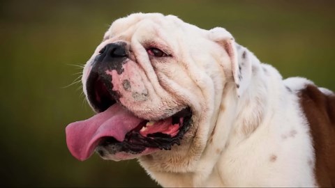 Boston Terrier or French Bulldog: Which is Right for You?