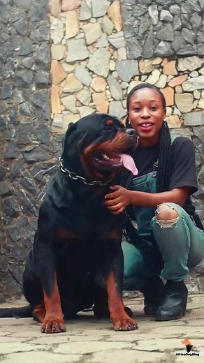 REPOST Dog breeding is garbage in garbage out. What you put in is eventually what you will get Raise your dogs properly and see them become what you want. #africodogblog #dogs #dogsoffacebook #doglovers #dogbreeding #canine #k9 | Africo Dog Blog