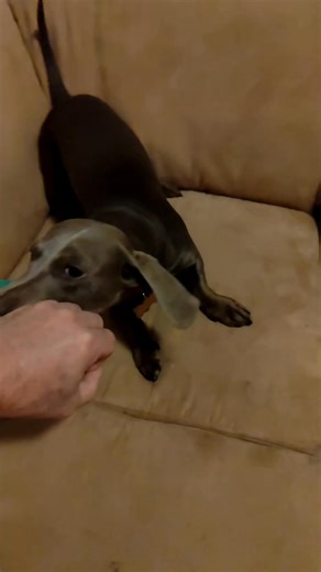 István Mester on Reels