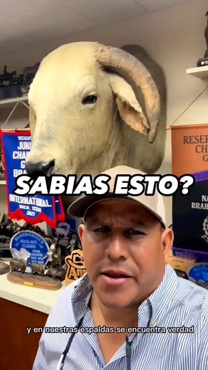 Padrote Brahman: El legado del famoso Manso
