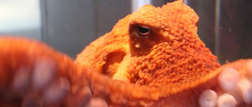 OctoCam | Oregon Sea Grant