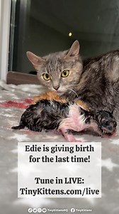 550K views · 10K reactions | Edie is giving birth for the last time,...