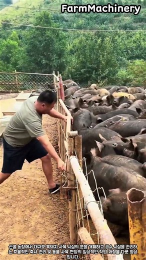 효율적인 농장 축사 관리와 멧돼지 사육 시설 운영 현장 #worker #process #agriculture #swine #facility