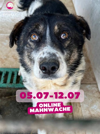 🕯️Jede Kerze steht für ein Leben, das nicht vergessen werden darf. Denn jeden Tag sterben Hunde qualvoll in Rumäniens Tötungsstationen. Dieses Leid darf nicht länger im Verborgenen bleiben. 💔 Deshalb haben wir die ONLINE-MAHNWACHE ins Leben gerufen. Bis zum 12.07. wollen wir gemeinsam die Social-Media-Kanäle der rumänischen Regierung und großer Medien mit Kerzenbildern fluten. So schaffen wir Aufmerksamkeit und erhöhen den Druck auf die Verantwortlichen. Denn nur wenn hingesehen wird, kann sic