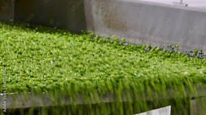 Working Process of The Green Peas Production ; Industrial production of peas in food processing plant. Transport peas grain on a conveyor for processing in food factory
