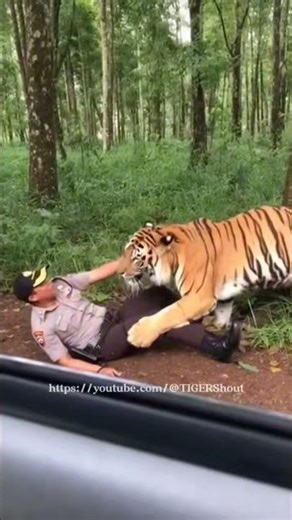 Tiger Approaches… The Cop Immediately Flees Up the Tree #tiger #animals #funny #wildlife