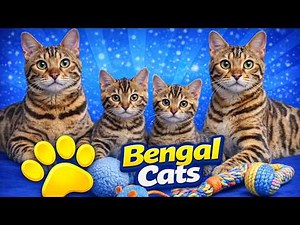 Bengal Cat The Truth About Owning a Mini Leopard 🐆 (Before You Get One!)