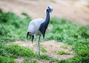 The Demoiselle Crane - The Smallest Species Of Crane Around