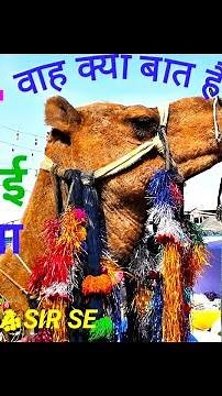 UNT CHALA BHAI UNT CHALA | Oont Chala | Best Of The Best🐪🐫🐫