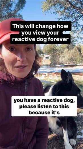 The most important message I can give everyone with a reactive dog 🫶🏼 Want to work together on your dog’s reactivity? Comment RESET and I’ll send you my reactivity training program! (Also featuring Kix being a weirdo Border Collie 😅) | SpiritDog Training