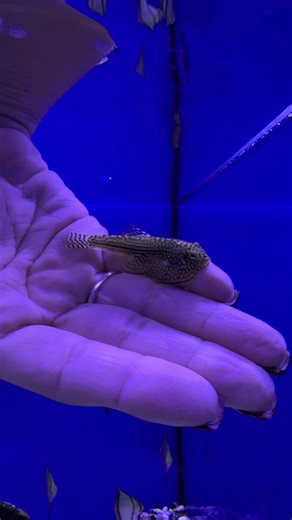 Just a little friend saying hello! We love when the fish come say “hi” while we’re cleaning their tanks! #hillstreamloach #aquariumhobby #fishtok #fishtank #cute