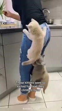 Cat Hugging Owner & Dog Guilt Gone Wrong!