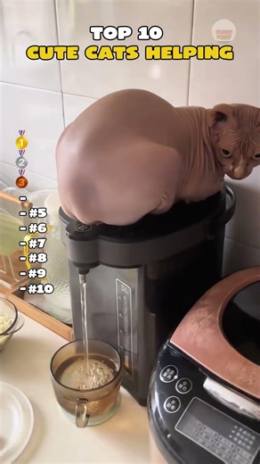 TOP 10 CUTE CATS HELPING THEIR OWNER