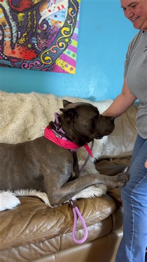 Betty is a resilient Cane Corso with a heartbreaking past and a bright future ahead. She was rescued from the California fires and taken to a shelter, where she waited for someone to claim her—but no one came. Eventually, a kind couple adopted her, but tragedy struck again when they lost their home. Forced to live in their van with Betty and several other dogs, they made the painful decision to surrender her, hoping she could have a better life. Betty is a strong, confident girl who embodies the