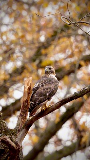 4.5K views · 32 reactions | Check out this stunning video of a red-tailed hawk perched on a branch amid vibrant autumn leaves. Its sharp gaze and mottled plumage blend perfectly with Michigan’s golden fall backdrop this November. These raptors thrive in our woodlands, often staying year-round. Spot one while hiking!  #MichiganWildlife #FallInMichigan #MichiganNature #AutumnAdventures | All About • Michigan | Facebook