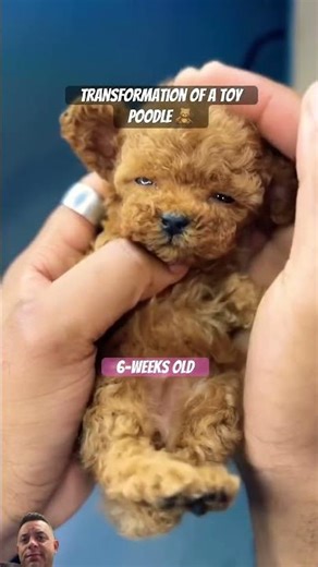 Transformation of Toy Poodle 🥰 #poodle #toypoodle