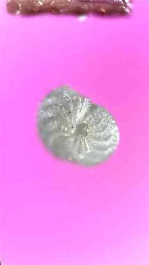 Beach Sand Under The Microscope Will Surprise You!