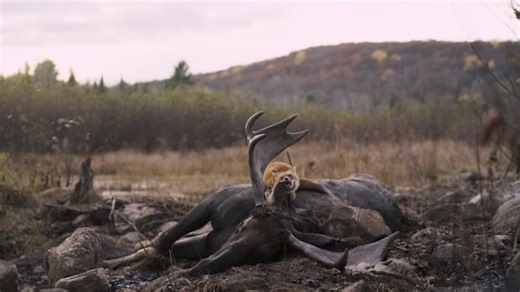 The best and worst of Quebec cinema in 2024 | CBC Arts