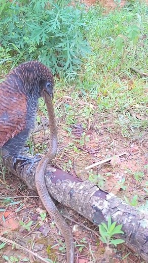 1.7M views · 5.3K reactions | Nature bird life, review mother bird little birds baby bird nest daily life #birdlovers #babybird #relax #holidays #birdsofinstagram #birdsounds #littlebird #bird #birdlife #nature #babybird #naturelover #birdwatching #motherbird #wildlife #viralvideo #reviewbirdnest #birdphotography #birdnest #lifewithbirds | Nature Bird Life | Facebook