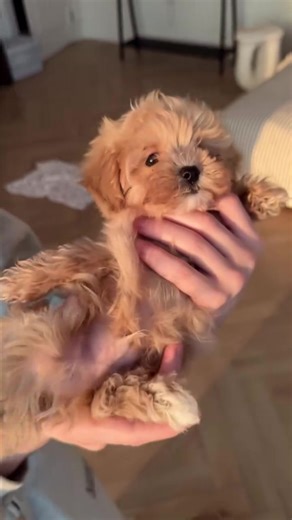 Tiny Paws, Big Love: Maltipoo Ready for Adoption