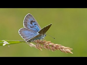 Large Blue Butterfly - June 2014, Somerset, UK - Butterfly Conservation