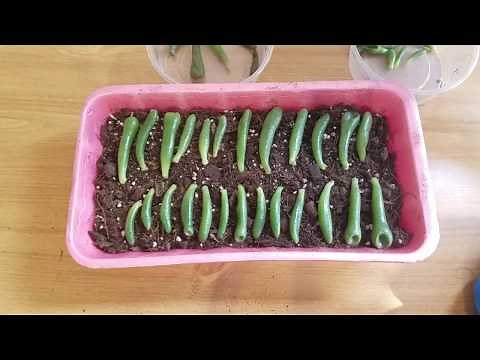 [Step #1] Easy Succulents Propagation "Crassula Ovata Gollum" Jade Plants