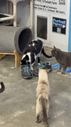 10K views · 1.3K reactions | Something about shoes… do your cats like to smell them?  #shoes #smelly #hmmm #whatsthat #catlovers #cats_of_world #furballs #smell #curious #furballfarm #cats_of_world #furballfarmcatsanctuary | Furball Farm Cat Sanctuary | Facebook