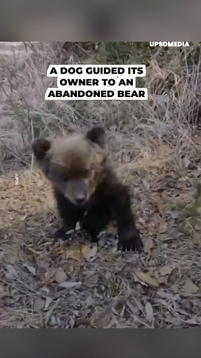 19K views · 849 reactions | A dog found an abandoned bear cub and led its owner to him. Thanks to them, he will have a better future. ❤️ | The Kiwi | Facebook
