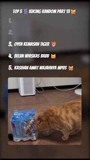 Top 5 Kucing Random Part 13 😹 | Funniest & Absurd Cats Moments