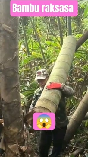 This bamboo is really big, man... #bamboo #giantbamboo