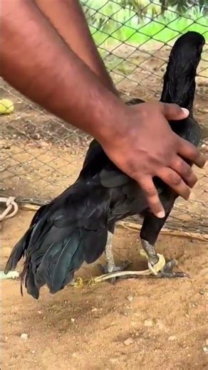 aseel fighter rooster video kala java lakha peela white parrotbeak #aseel #rooster #parrotbeak