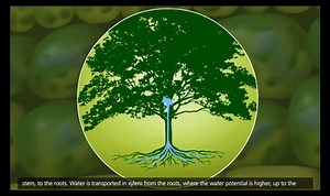 Plant Transport  Xylem and Phloem, Transpiration 3D Animation on Make a GIF