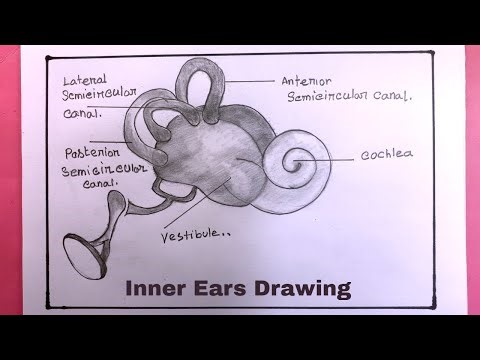 Drawing Inner Ears MADE EASY in Just 5 Minutes