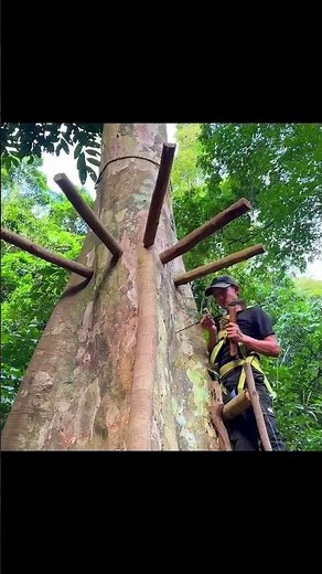 Solo Bushcraft in the Rainforest - Build a Wooden Hut on a Large Tree Trunk #treehouses