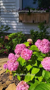 31 reactions | The Blue Enchantress Hydrangea is one of my favorites in my garden. She bloomed beautifully this year and the contrast of her ruby-black stems against her lush green foliage is exquisite. She turns blue in acidic soils and pink in more alkaline soils. I thoroughly enjoy her on my daily garden walks. #lifelovehygge | Life, Love & Hygge | Facebook