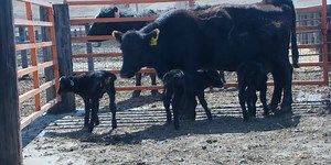 1 in 105,000 odds: Cow gives birth to triplet calves