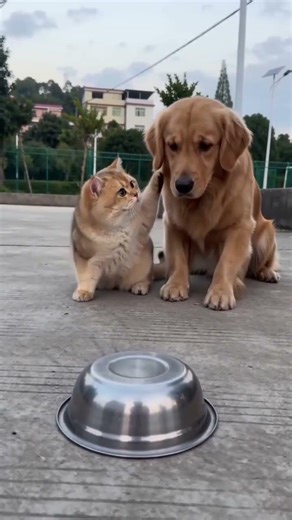 Funny--Funny videos-Funny situations