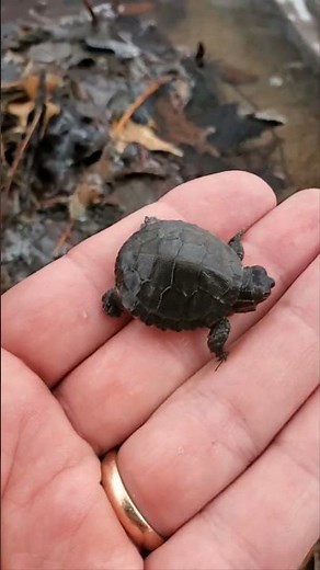 Baby Eastern Painted Turtle