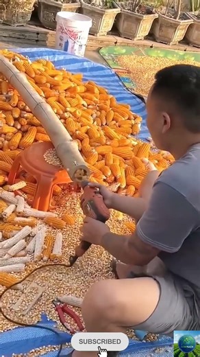 DIY High-Speed Corn Sheller! 🌽 #agritech #farming #agriculture #corn #viral