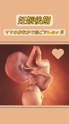 妊娠後期の成長と赤ちゃんの準備