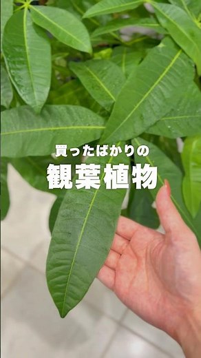 冬は枯れやすいから育て方を教えとくね #観葉植物 #観葉植物インテリア #観葉植物のある暮らし #観葉植物育て方 #観葉植物初心者