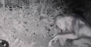 D’où vient cette vidéo montrant un supposé «extraterrestre aperçu à Las Vegas» ?