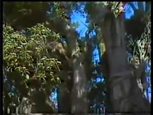 32K views · 1.3K reactions | TE AMO una gran balada de LA NOTA que hoy compite en la semifinal del CAMPEONATO MUSICAL RETRO de TIQUICIA RETRO | Tiquicia retro | Facebook