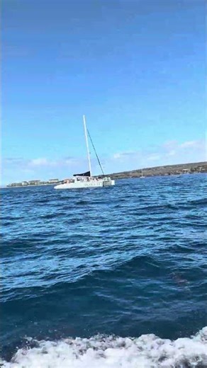 surprise dolfin encounter during magic Merman snorkel tour in Maui